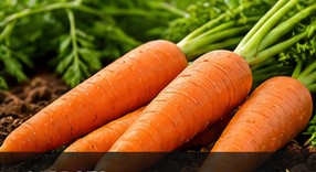 Fresh carrots